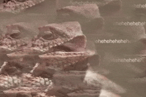 Frog GIF