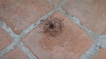 Circle GIF