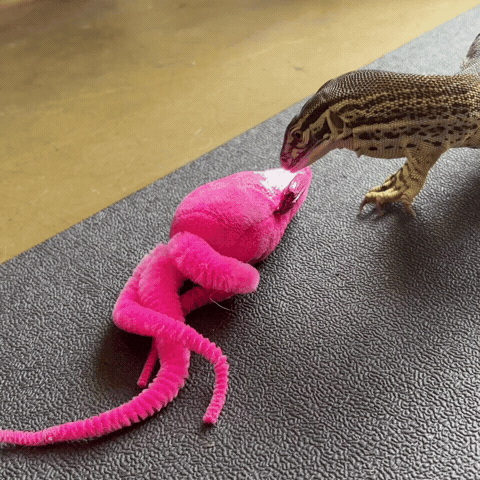 Monitor Lizard Snake GIF