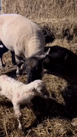 'Bumblebee! You've Got Babies!': Rescuer Joyful as Orphaned Sheep Gives Birth to Twins