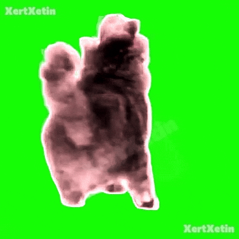 Spinning Cat GIF