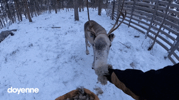 doyenne snow winter finland reindeer GIF