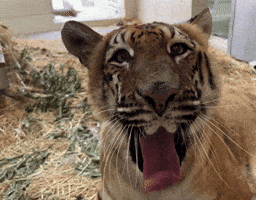 Cat Wow GIF by Oakland Zoo