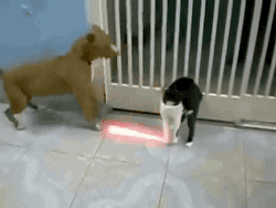 Video gif. A tuxedo cat edited to hold two animated light sabers fighting against a pitbull.