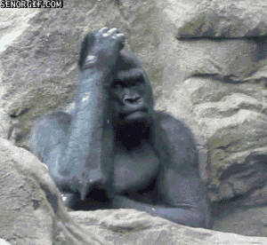 cheezburger-gorilla-thoughtful-xD8KskSliYKli