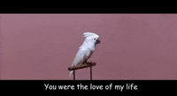 Love Of My Life Gifs Get The Best Gif On Giphy