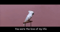 Love Of My Life Gifs Get The Best Gif On Giphy Love Of My Life Gifs Get The Best Gif On Giphy