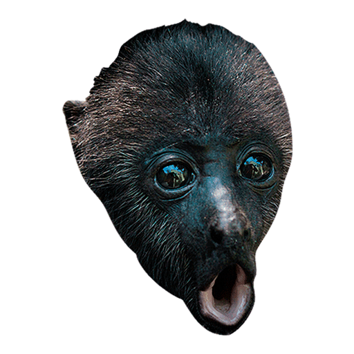 Sanctuary Muuk Sticker by akumalmonkeysanctuary