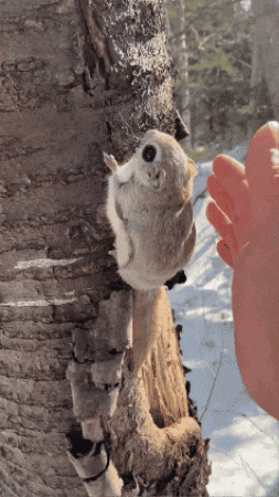Hokkaido GIF