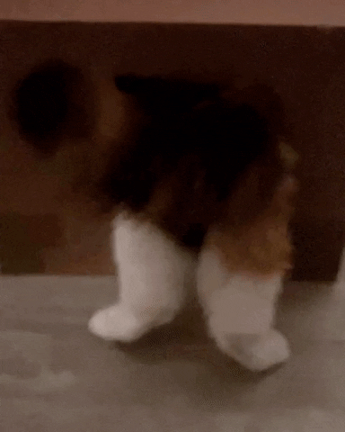 Cat In Box GIF