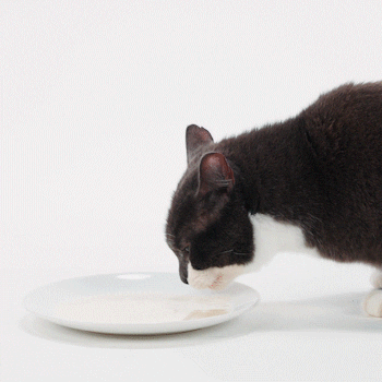 Cat Drinking GIF by Petsure UK