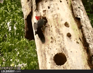 giphy.gif?cid=ecf05e4755805fc228eac6a47f