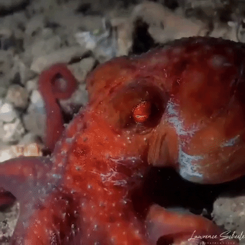 Leaving GIF by OctoNation® The Largest Octopus Fan Club!