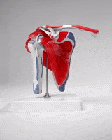 Muscles Anatomy GIF by YOGABODY