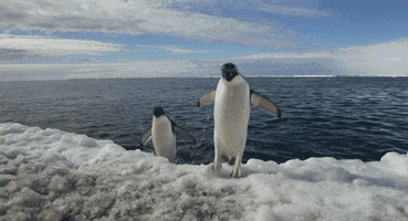 jump penguins GIF by Disneynature