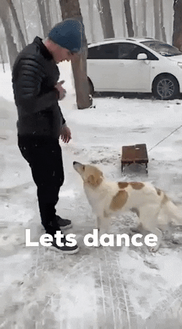 ivan-airfo dance lets dance dog dancing ეირფო GIF