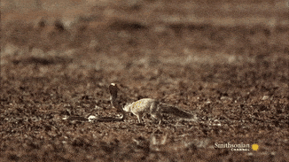 mongoose