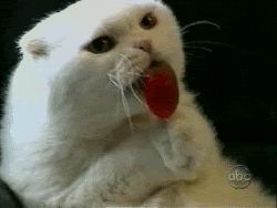 cat candy GIF