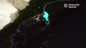 Ocean Otter GIF by Monterey Bay Aquarium