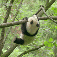 Tiny Panda Gifs Get The Best Gif On Giphy Tiny Panda Gifs Get The Best Gif On Giphy