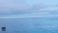 Majestic Whale Breach Seen During Fishing Trip in Kachemak Bay, Alaska