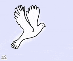 Dove Of Peace Pigeon GIF