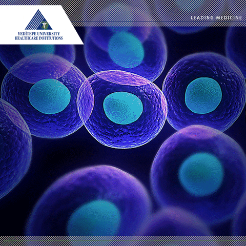 yeditepehealthcareinstutions yeditepe stemcelltreatment stemcelltechnology yeditepeistanbul GIF