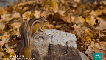 natural history fight GIF by BBC Earth
