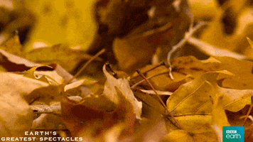 Whats Going On Autumn GIF by BBC Earth