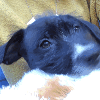 animal planet puppy bowl 2016 GIF by GIPHY CAM