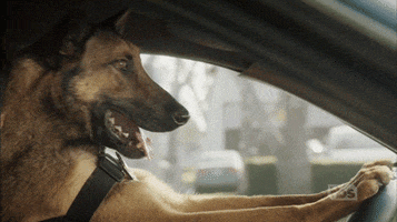 bdd dog wtf seriously angie GIF