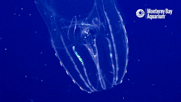comb jellies jellyfish GIF by Monterey Bay Aquarium