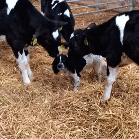 caastrro dog cow lick GIF