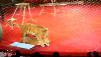 davidjackson0102 lion and tiger GIF
