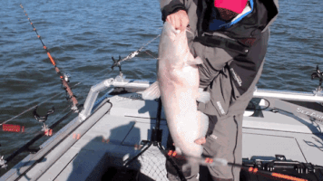 Blue Catfish Fishing GIF