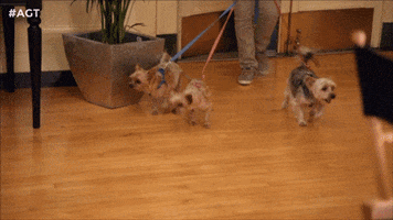 Simon Cowell GIF by thatwasawesome