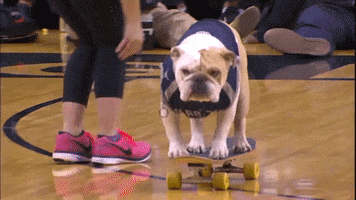 Sports gif. Georgetown mascot Jack the Bulldog rides a skateboard across the basketball court at a game.