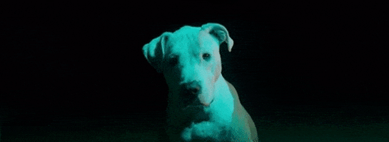 Ari Lennox Dog GIF by Interscope Records