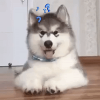 Confused Dogs GIF by moodman