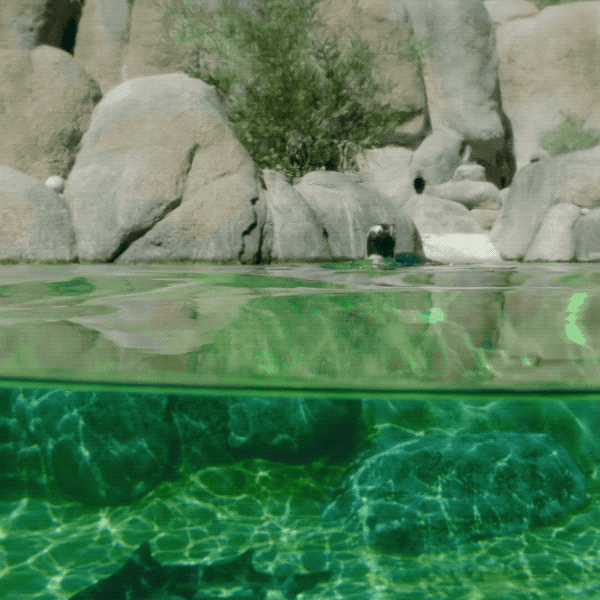 happy what's up GIF by San Diego Zoo