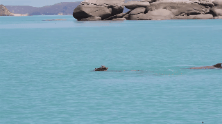 Dolphin GIF