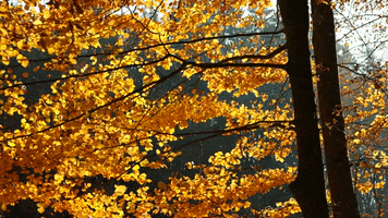 Fall Leaves GIF by Rewire.org