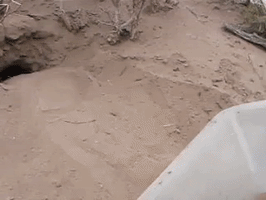 Tympanoctomys GIF