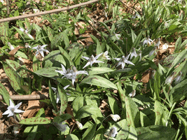 hoosierslim wildflowers GIF