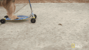 Dog Scooter GIF by Nat Geo Wild