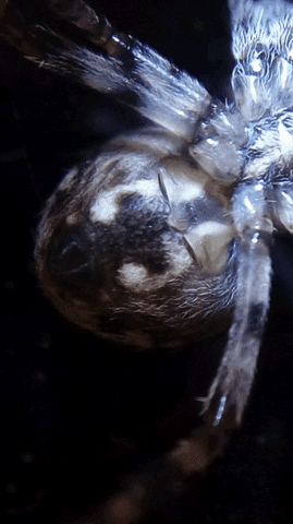 chihhsiangchien spider GIF
