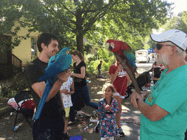 hoosierslim macaw charlie bird of bloomington GIF