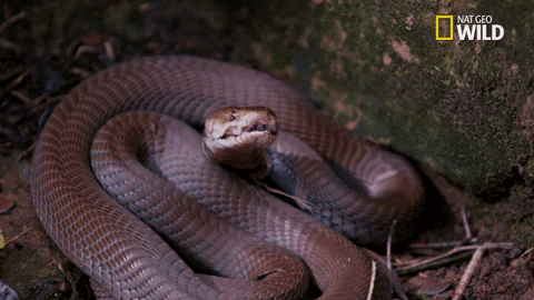 glossy snake meaning, definitions, synonyms