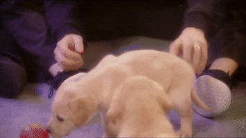 celebrity big brother puppies GIF by Big Brother UK