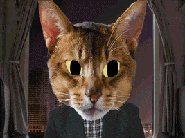 suspicious cat GIF by Percolate Galactic